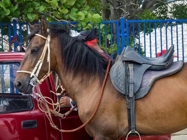 Horse Parade Curacao Uitzicht Een Klein Caribisch Eiland Nederlandse Antillen — Stockfoto