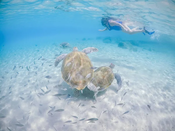 Nager Avec Des Turtels Sur Île Caribéenne Curaçao — Photo