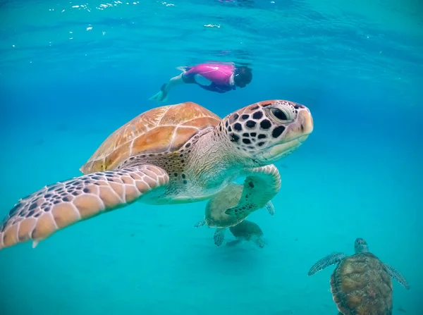 Plavání Želvami Karibském Ostrově Curacao — Stock fotografie