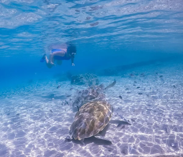 Úszás Teknősökkel Curacao Karib Szigetén — Stock Fotó