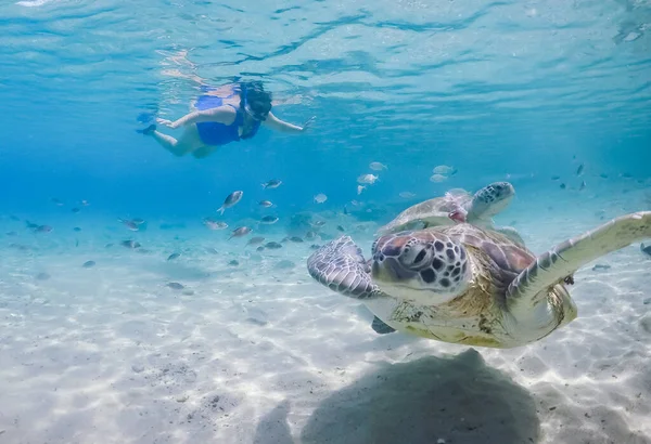 Plavání Želvami Karibském Ostrově Curacao — Stock fotografie