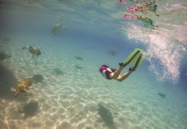 Karayip adası Curacao 'da türtellerle yüzmek