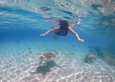 Karayip adası Curacao 'da türtellerle yüzmek