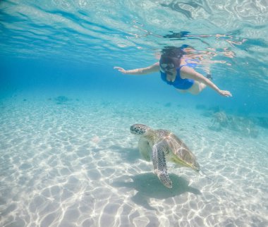 Karayip adası Curacao 'da türtellerle yüzmek