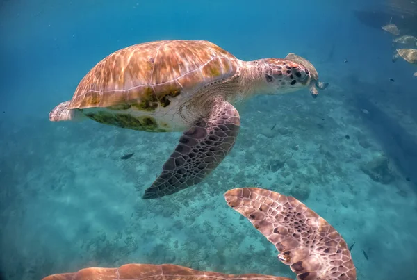 Nuoto Con Tartarughe Sull Isola Caraibica Curacao — Foto Stock