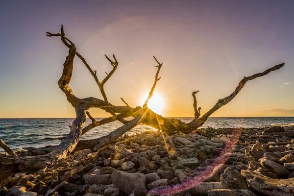 Árvore Morta Praia Durante Pôr Sol — Fotografia de Stock
