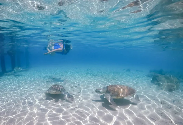 Κολύμπι Turtels Στην Καραϊβική Νησί Του Κουρασάο — Φωτογραφία Αρχείου