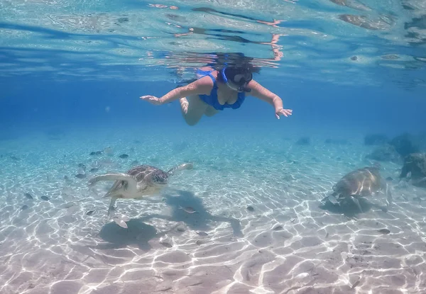 Plavání Želvami Karibském Ostrově Curacao — Stock fotografie