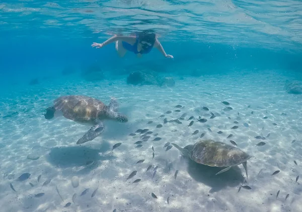 Úszás Teknősökkel Curacao Karib Szigetén — Stock Fotó