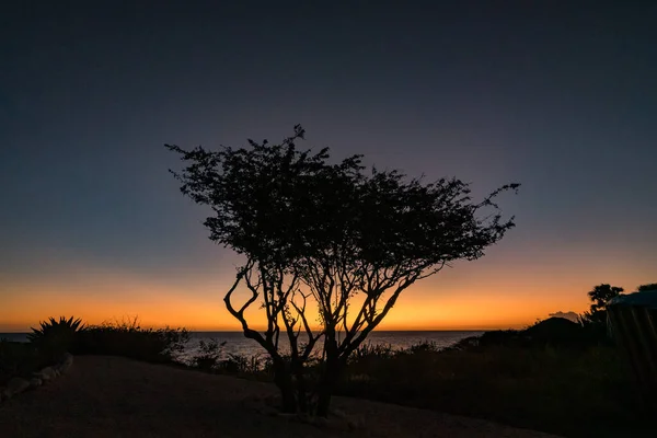 Silhouette Eines Baumes Strand Bei Sonnenuntergang — Stockfoto