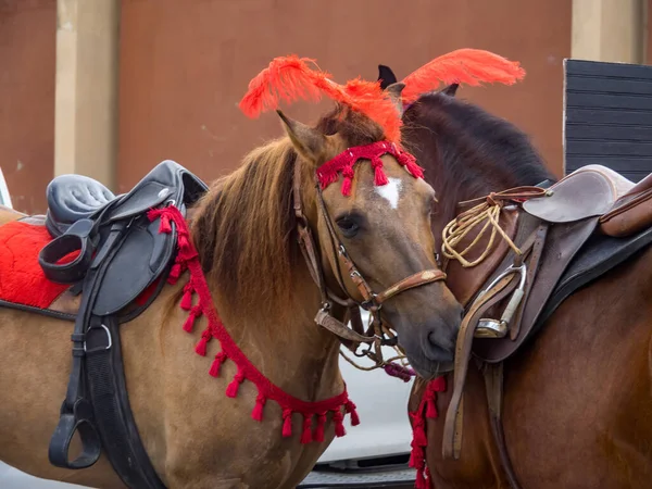 Corsa Cavallo Curacao Viste Una Piccola Isola Caraibica Nelle Antille — Foto Stock