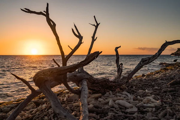 Árvore Morta Praia Durante Pôr Sol — Fotografia de Stock