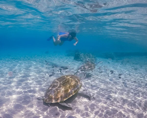 Nager Avec Des Turtels Sur Île Caribéenne Curaçao — Photo