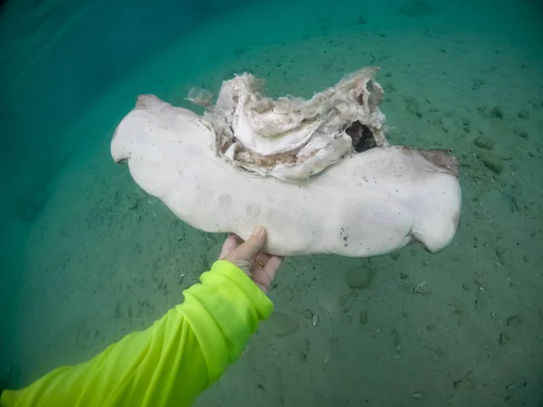 Nadar Com Turtéis Ilha Caribenha Curaçao — Fotografia de Stock