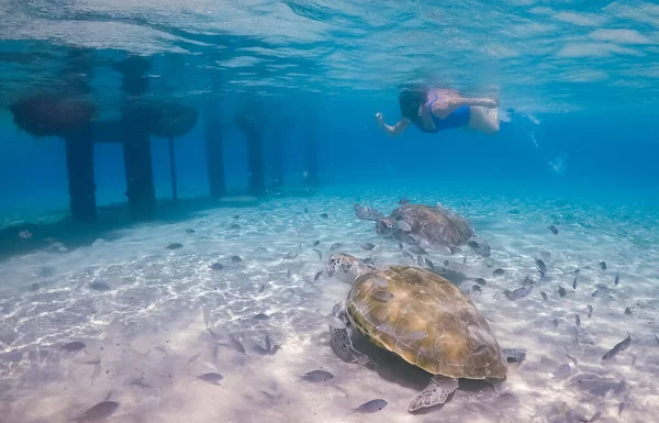 Plavání Želvami Karibském Ostrově Curacao — Stock fotografie