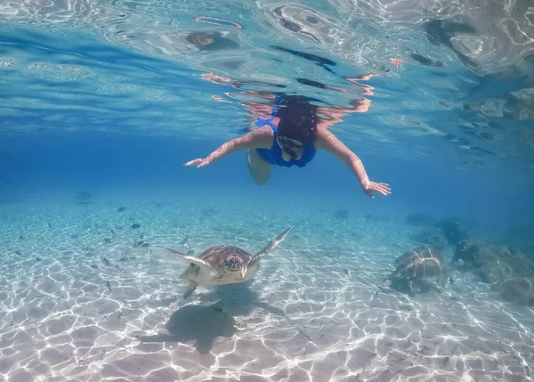 Plavání Želvami Karibském Ostrově Curacao — Stock fotografie
