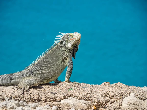 Curacao Iguana Uitzicht Een Klein Caribisch Eiland Nederlandse Antillen — Stockfoto