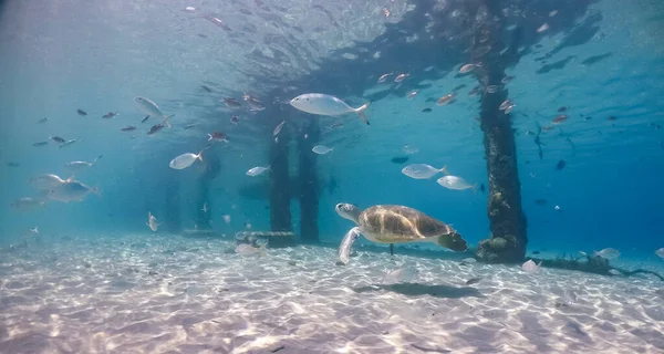 在加勒比海边的库拉索岛上与旅馆一起游泳 — 图库照片