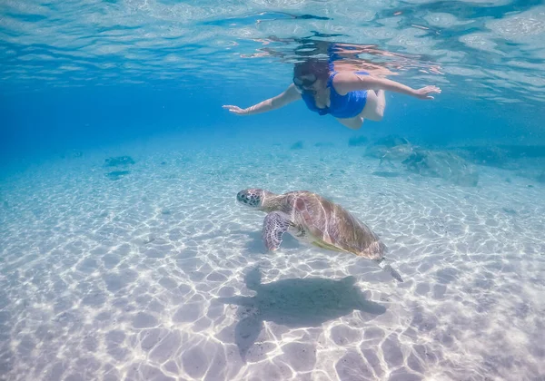 Plavání Želvami Karibském Ostrově Curacao — Stock fotografie