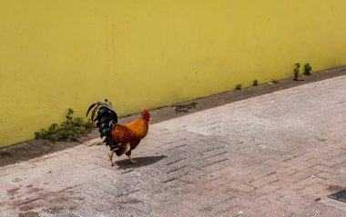 Karayip adası Curacao 'nun manzarası