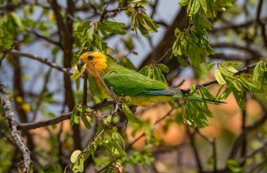 Osprey, Curacao 'daki denizi aşan bir levrekte oturuyor.