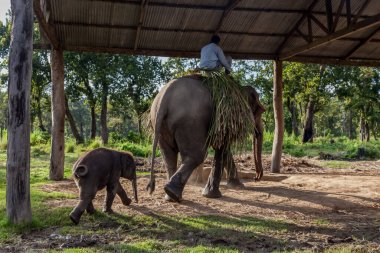 Chitwan Ulusal Parkı Nepal