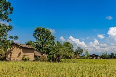 Chitwan Ulusal Parkı Nepal
