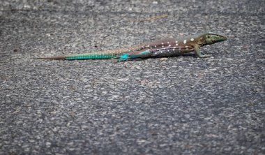 Curacao 'daki tipik bir tropik adanın güzel manzarası - kertenkele