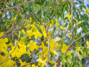 Karayip adası Curacao 'da tropikal kuşlar