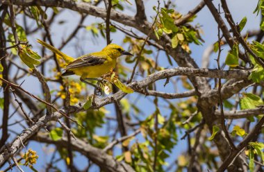 Osprey, Curacao 'daki denizi aşan bir levrekte oturuyor.