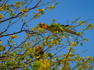Osprey, Curacao 'daki denizi aşan bir levrekte oturuyor.