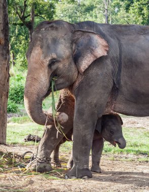 Chitwan Ulusal Parkı Nepal