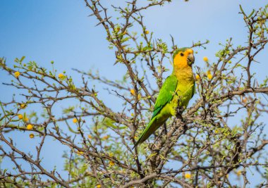 Osprey, Curacao 'daki denizi aşan bir levrekte oturuyor.