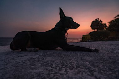 Gün batımının önündeki kumsalda sevimli bir köpek. 