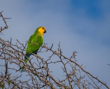 Osprey, Curacao 'daki denizi aşan bir levrekte oturuyor.