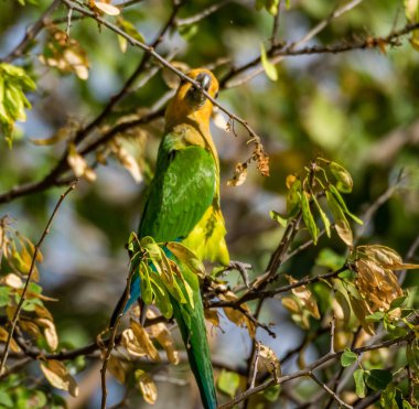 Kahverengi boğazlı papağan Curacao ağacında yemek yiyor.