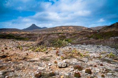 Karayip adası Curacao 'ya bakın. Çeşitli kaktüsleri olan çöl.