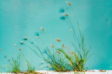 Curacao 'daki tipik bir tropik adanın güzel manzarası