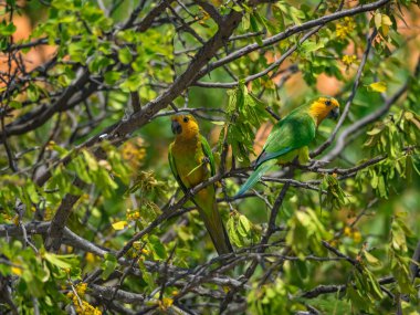 Osprey, Curacao 'daki denizi aşan bir levrekte oturuyor.