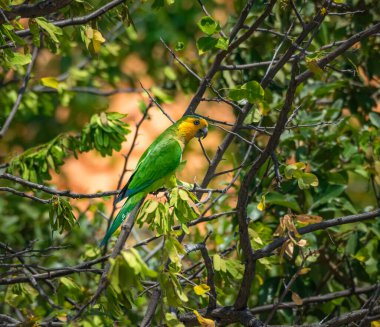 Osprey, Curacao 'daki denizi aşan bir levrekte oturuyor.