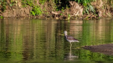 Chitwan Ulusal Parkı Nepal