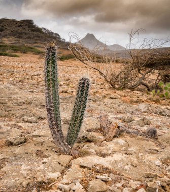 Karayip adası Curacao 'ya bakın. Çeşitli kaktüsleri olan çöl.