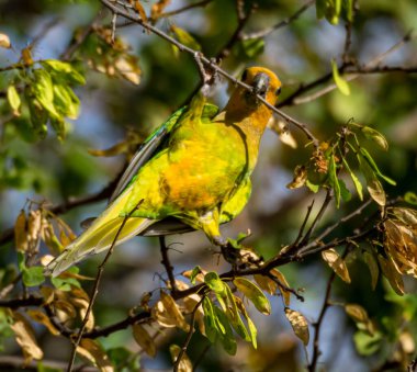 Kahverengi boğazlı papağan Curacao ağacında yemek yiyor.