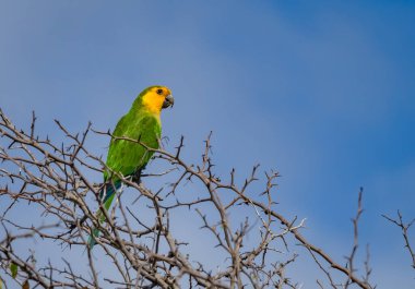 Osprey, Curacao 'daki denizi aşan bir levrekte oturuyor.