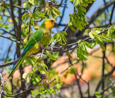 Osprey, Curacao 'daki denizi aşan bir levrekte oturuyor.