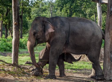 Chitwan Ulusal Parkı Nepal