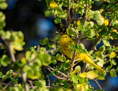 Osprey, Curacao 'daki denizi aşan bir levrekte oturuyor.