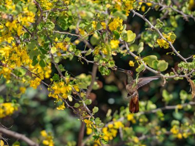Karayip adası Curacao 'da sarı Kibracha ve Brezilya ağaçlarındaki kuş manzarası 