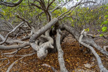 Karayip adası Curacao çevresindeki doğa.