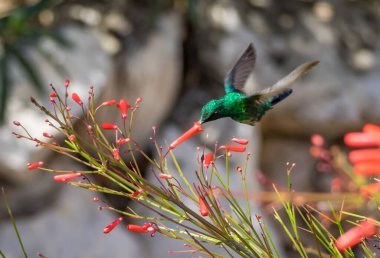 tropical birds on the Caribbean island of Curacao clipart